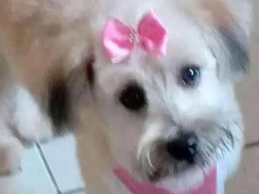 Cachorro ra a Maltês idade 1 ano nome Bella