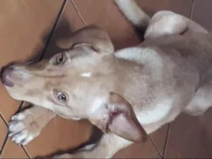 Cachorro raça  idade 1 ano nome Dexter