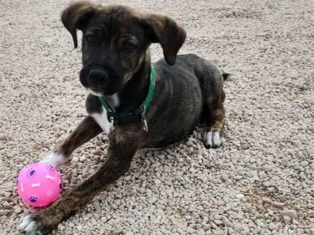 Cachorro ra a SRD-ViraLata idade 2 a 6 meses nome Não tem