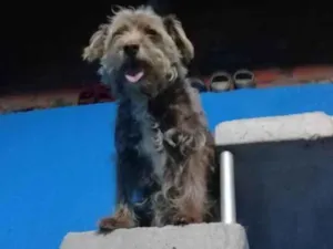 Cachorro raça SRD-ViraLata idade 6 ou mais anos nome Kaka