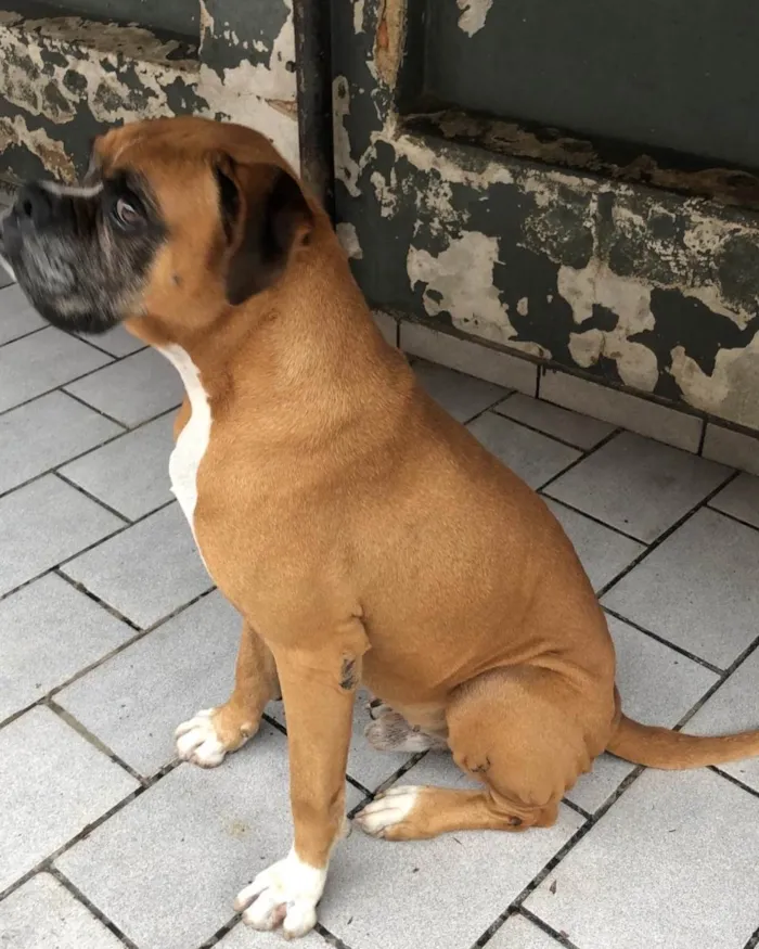 Cachorro raça Boxer idade 4 anos nome Thor