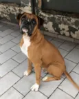 Cachorro raça Boxer idade 4 anos nome Thor