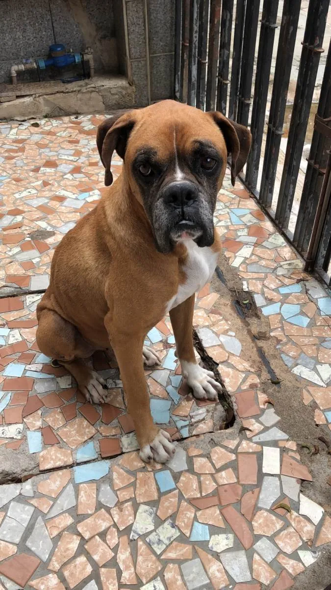 Cachorro raça Boxer idade 4 anos nome Thor