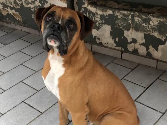 Cachorro raça Boxer idade 4 anos nome Thor