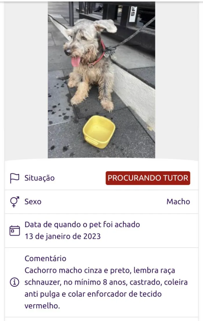 Cachorro ra a Schnauzer idade 6 ou mais anos nome Não sabemos