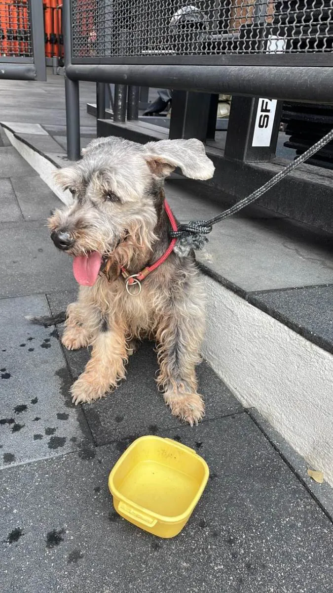 Cachorro ra a Schnauzer idade 6 ou mais anos nome Não sabemos