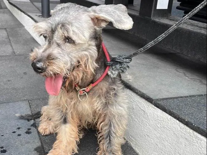 Cachorro ra a Schnauzer idade 6 ou mais anos nome Não sabemos