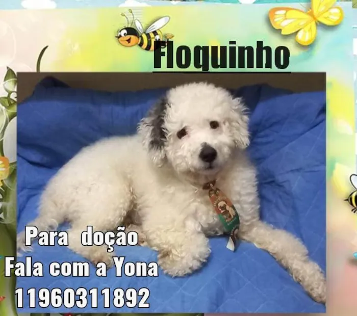 Cachorro ra a Poodle idade 3 anos nome Floquinho