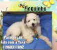Floquinho