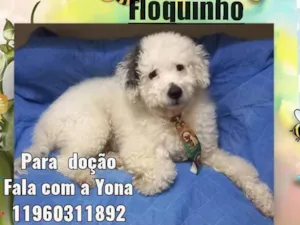 Cachorro raça Poodle idade 3 anos nome Floquinho