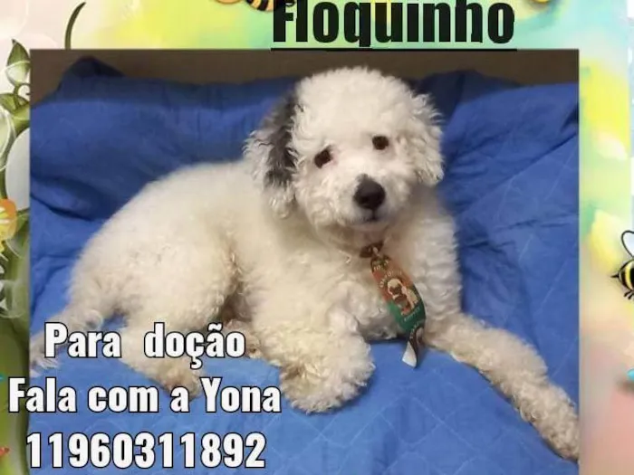 Cachorro ra a Poodle idade 3 anos nome Floquinho