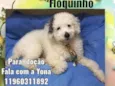 Floquinho