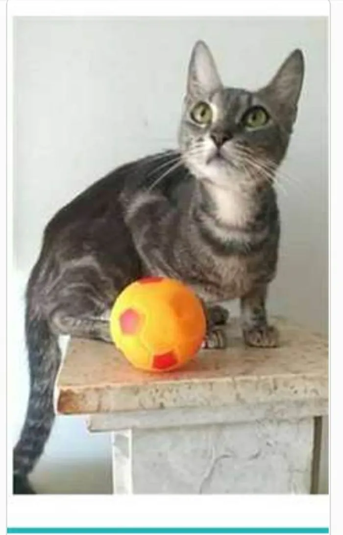 Gato ra a srd tigradinha  idade 1 ano nome ADELLY