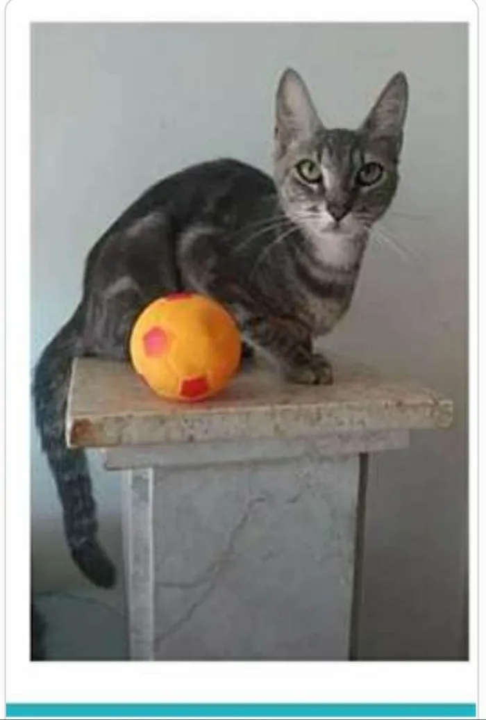 Gato ra a srd tigradinha  idade 1 ano nome ADELLY