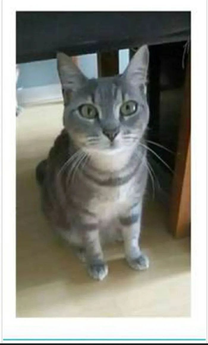 Gato ra a srd tigradinha  idade 1 ano nome ADELLY