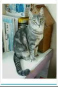 ADELLY