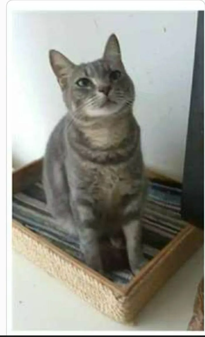 Gato ra a srd tigradinha  idade 1 ano nome ADELLY