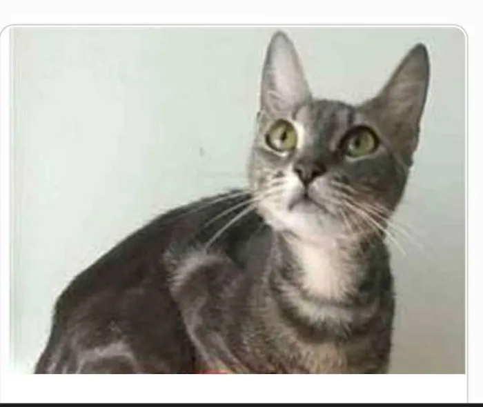 Gato ra a srd tigradinha  idade 1 ano nome ADELLY