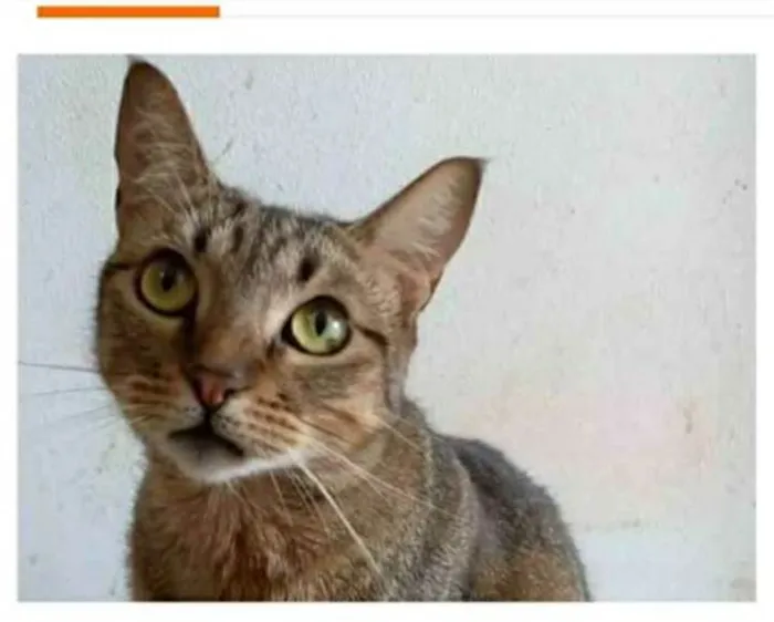 Gato ra a srd tigradinha  idade 2 anos nome NALA