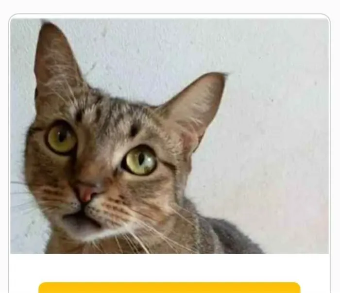 Gato ra a srd tigradinha  idade 2 anos nome NALA