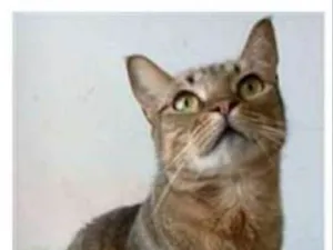 Gato raça srd tigradinha  idade 2 anos nome NALA
