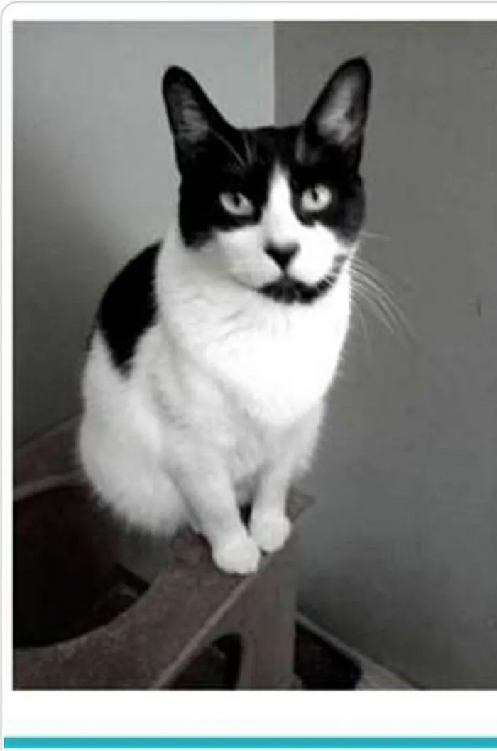 Gato ra a srd frajolinha  idade 2 anos nome FILÓ
