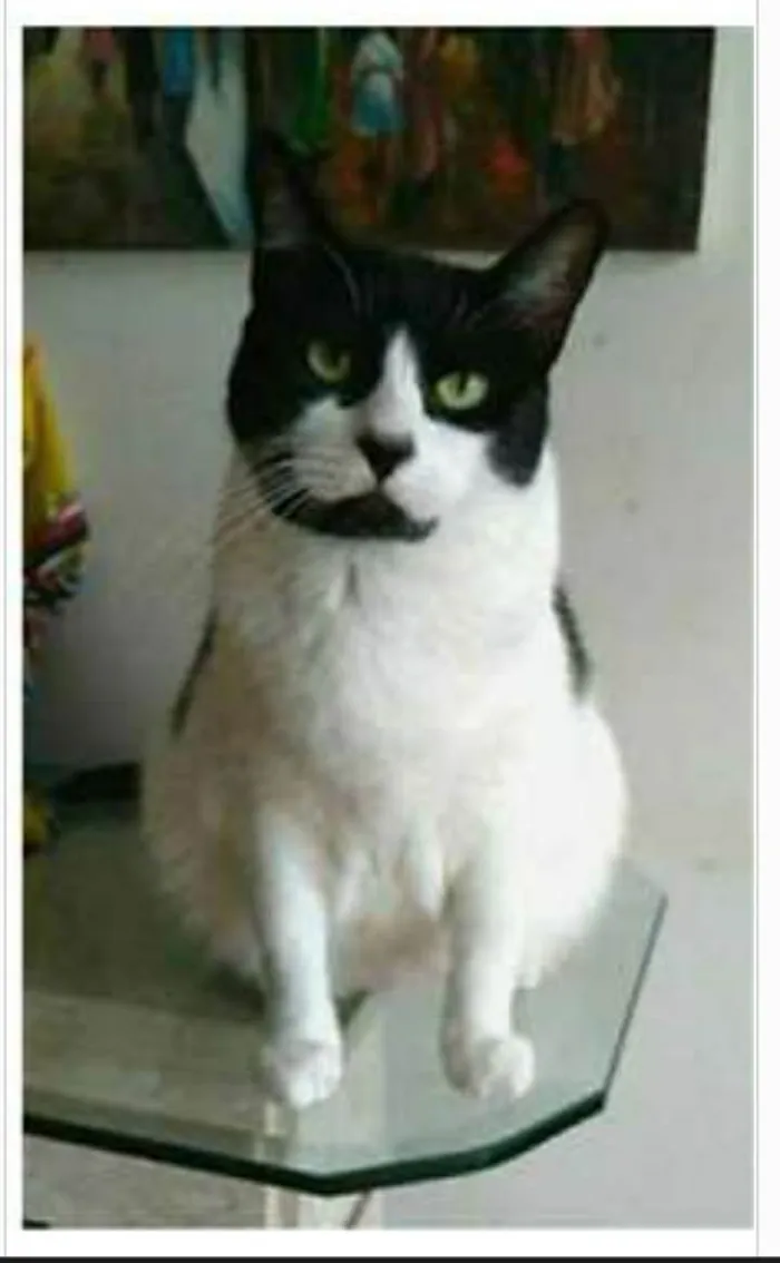 Gato ra a srd frajolinha  idade 2 anos nome FILÓ