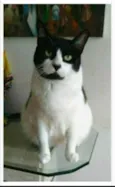 FILÓ