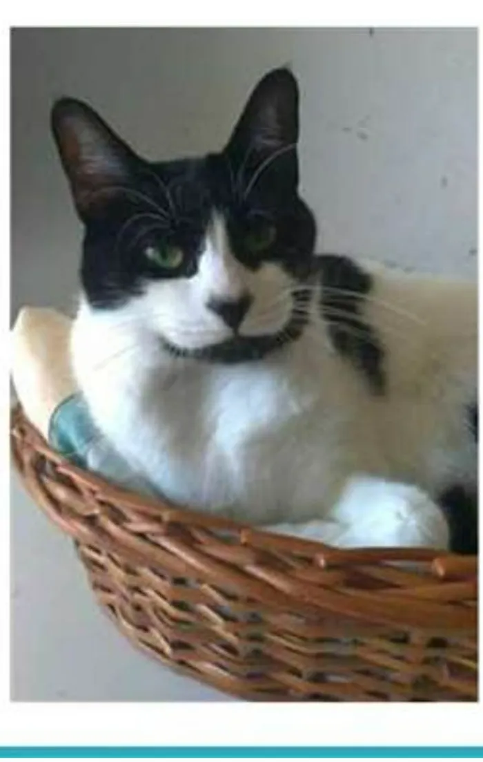 Gato ra a srd frajolinha  idade 2 anos nome FILÓ