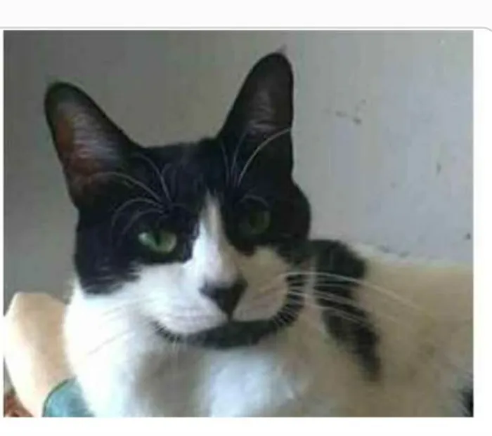 Gato ra a srd frajolinha  idade 2 anos nome FILÓ