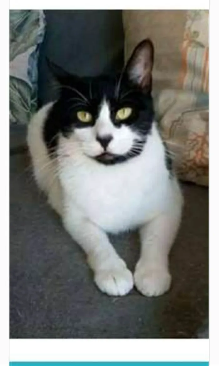 Gato ra a srd frajolinha  idade 2 anos nome FILÓ