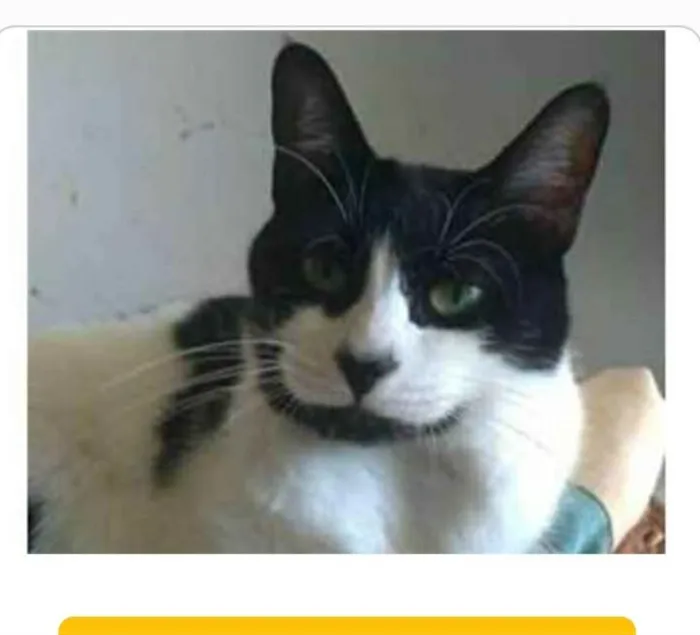 Gato ra a srd frajolinha  idade 2 anos nome FILÓ