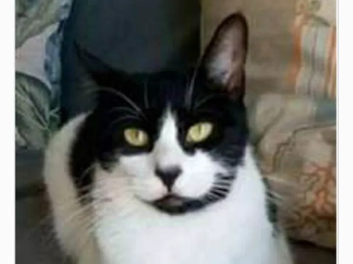 Gato ra a srd frajolinha  idade 2 anos nome FILÓ