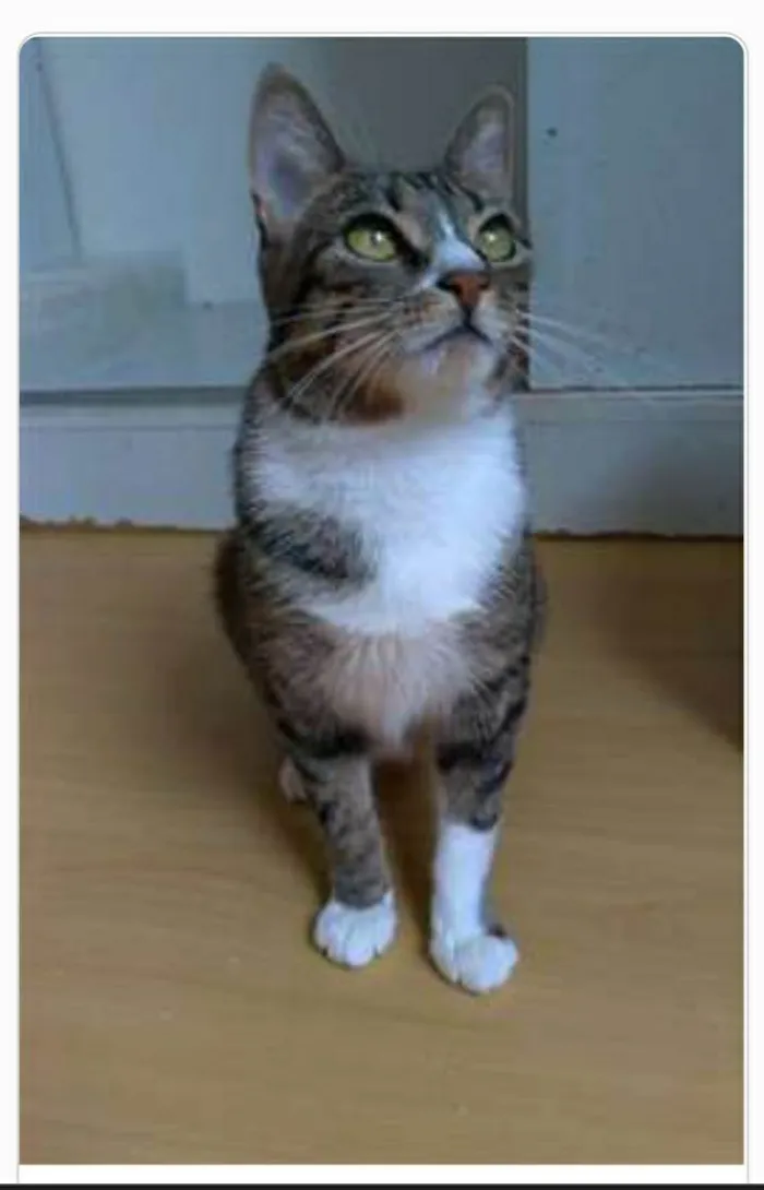 Gato ra a srd tigradinha  idade 1 ano nome BELINHA