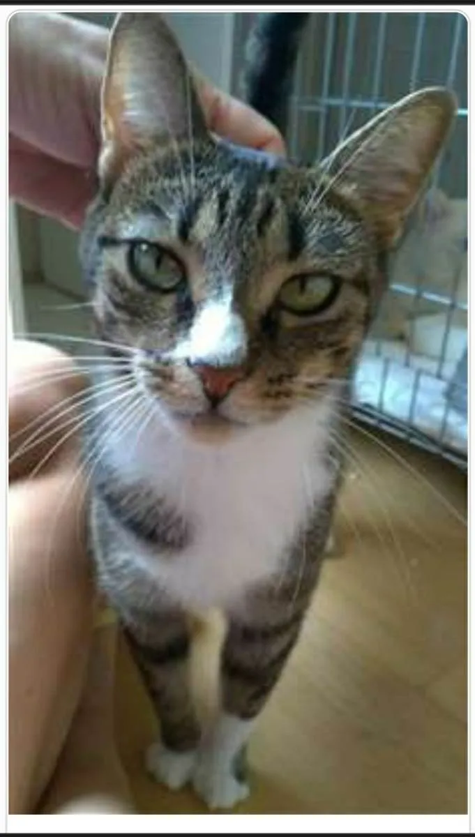 Gato ra a srd tigradinha  idade 1 ano nome BELINHA