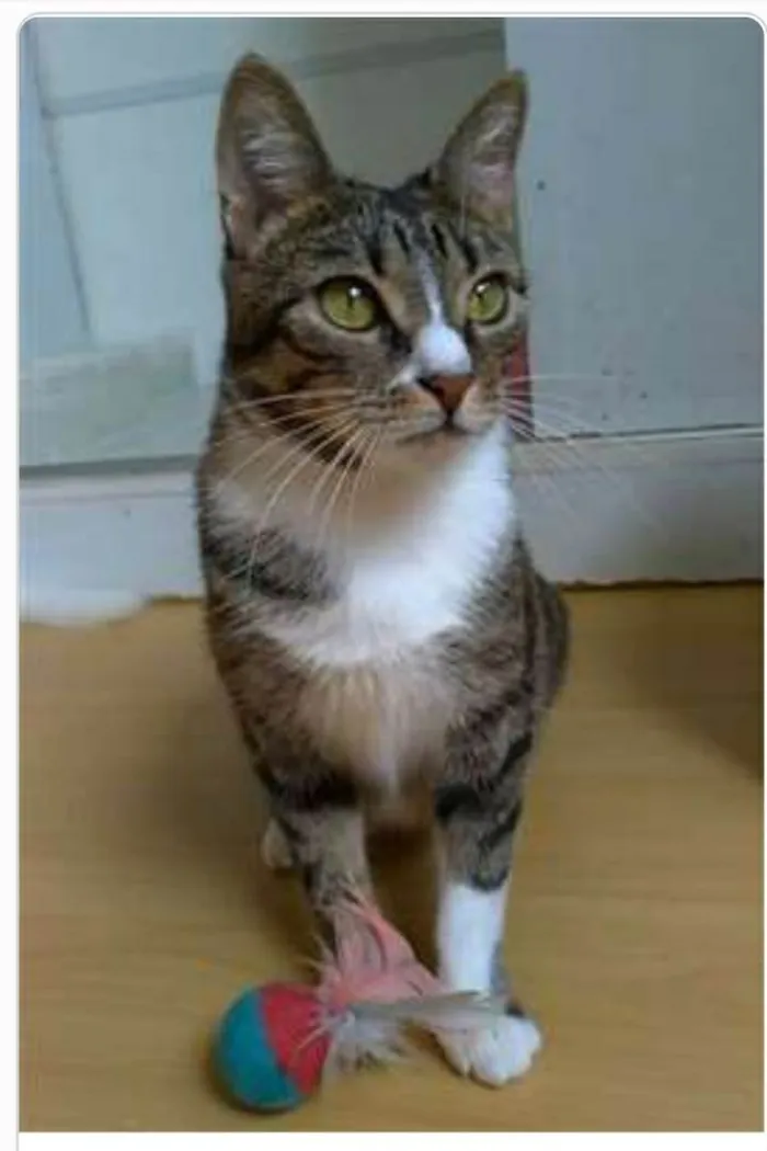 Gato ra a srd tigradinha  idade 1 ano nome BELINHA