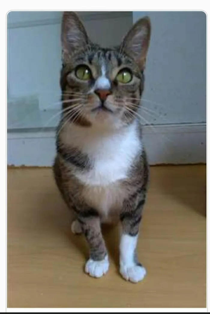 Gato ra a srd tigradinha  idade 1 ano nome BELINHA
