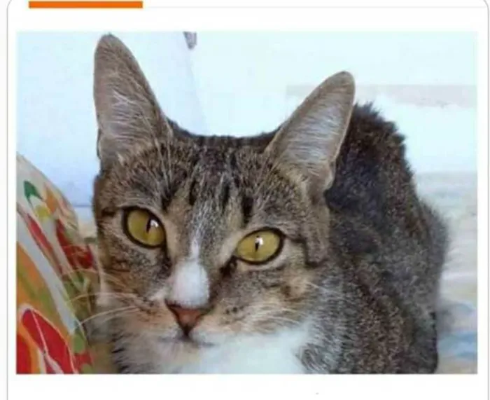 Gato ra a srd tigradinha  idade 1 ano nome BELINHA