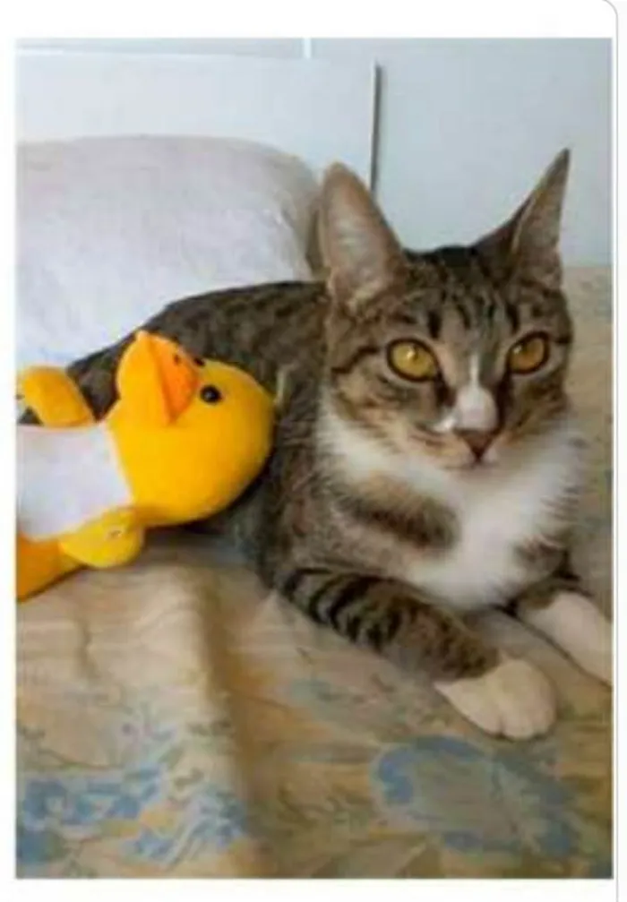 Gato ra a srd tigradinha  idade 1 ano nome BELINHA