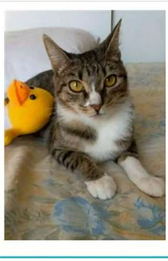 Gato ra a srd tigradinha  idade 1 ano nome BELINHA