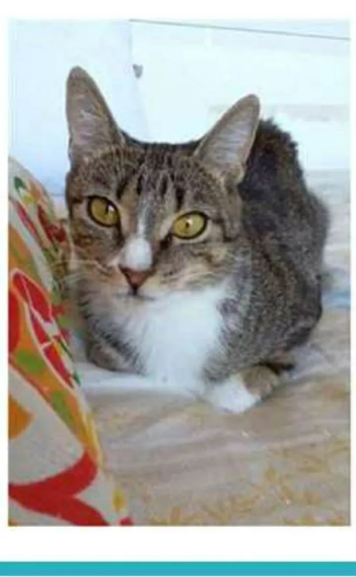 Gato ra a srd tigradinha  idade 1 ano nome BELINHA