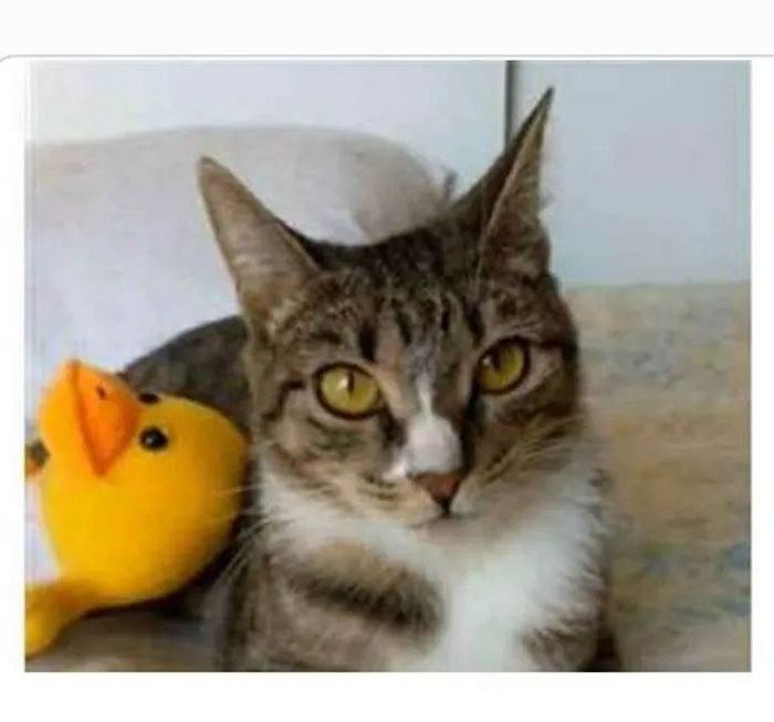 Gato ra a srd tigradinha  idade 1 ano nome BELINHA