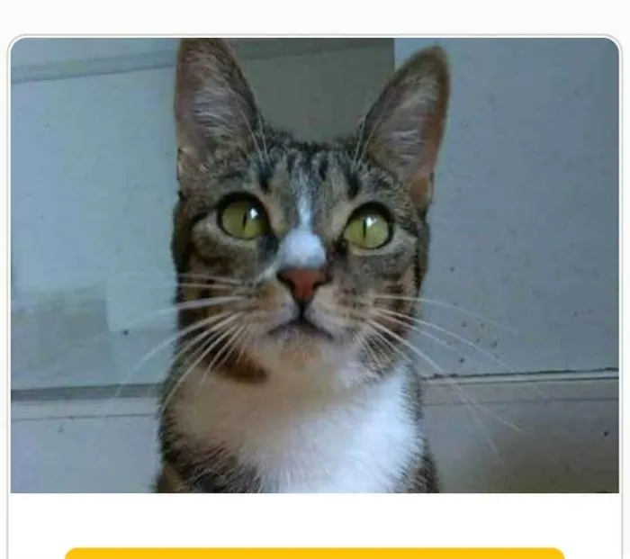 Gato ra a srd tigradinha  idade 1 ano nome BELINHA
