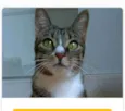 BELINHA