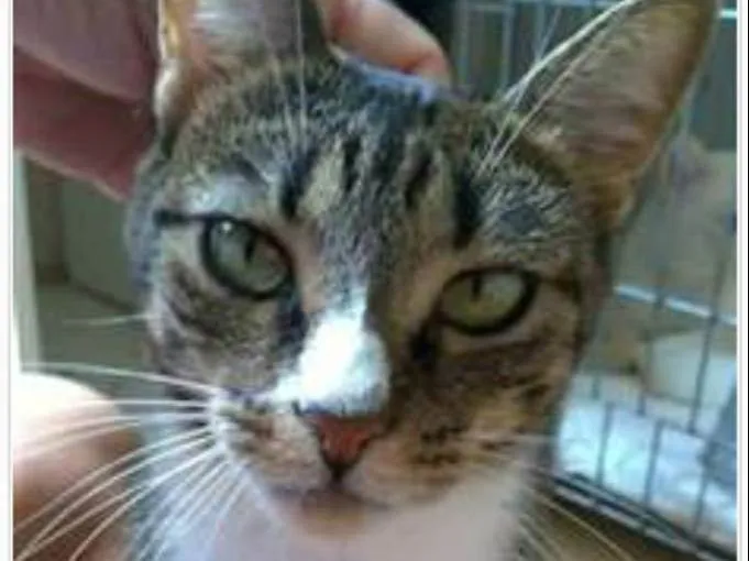 Gato ra a srd tigradinha  idade 1 ano nome BELINHA