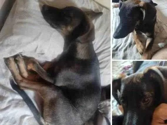 Cachorro ra a SRD-ViraLata idade 7 a 11 meses nome Jojo