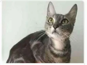 Gato raça srd tigradinha  idade 1 ano nome ADELLY
