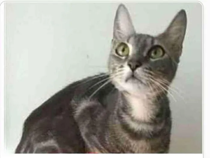 Gato ra a srd tigradinha  idade 1 ano nome ADELLY