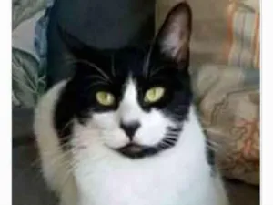 Gato raça srd frajolinha  idade 2 anos nome FILÓ