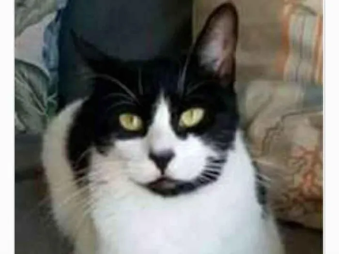 Gato ra a srd frajolinha  idade 2 anos nome FILÓ